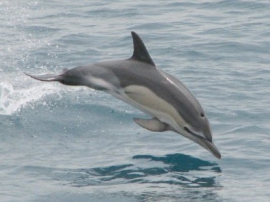 Delfinii din Marea Neagră, sub lentila Mare Nostrum